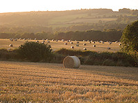 Early morning hay bales