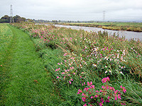 Wildflowers along the Eden River