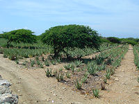 Sailors from Africa brought aloe to Aruba in the mid-1800's.