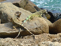 Iguanas were once used in Aruban stews and soups .