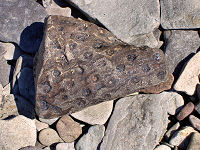 Fossil find
