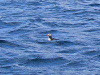 The lone puffin we spotted