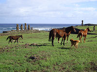 Horses and dogs roam free on the island in complete harmony.